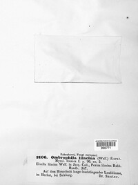 Ascocoryne lilacina image